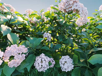 Pink Hydrangea Flowers Blooming with Lush Green Leaves in Sunlit Garden 3d model