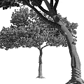 Two Evergreen Pine Trees with Lush Green Foliage and Pine Cones on Trunk