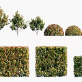 Various Shaped Arborvitae Trees With Rounded And Square Forms For Garden Landscaping 3d model