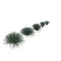 Various Types Of Green Decorative Grass Clumps In Different Sizes For Landscaping