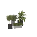 Bonsai Potted Plants With Lush Foliage In Black And White Square Planters
