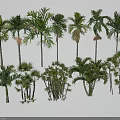 Diverse Tropical Trees Collection Featuring Various Species Different Heights And Diverse Forms