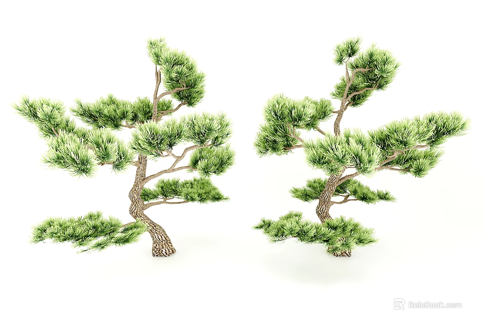 Two Evergreen Arbor Trees With Lush Green Foliage And Textured Trunks 3d model 