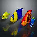 Colorful Tropical Fish With Bright Yellow Blue And Red Patterns On Shiny Surface