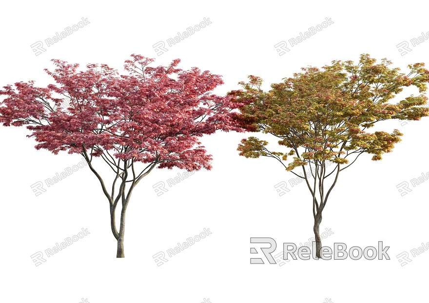 maple red maple chicken claw maple green maple feather maple japanese red maple model