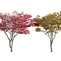 maple red maple chicken claw maple green maple feather maple japanese red maple 3d model