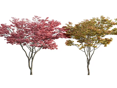 Tall Ornamental Trees With Vibrant Red And Green Foliage For Landscaping 3d model