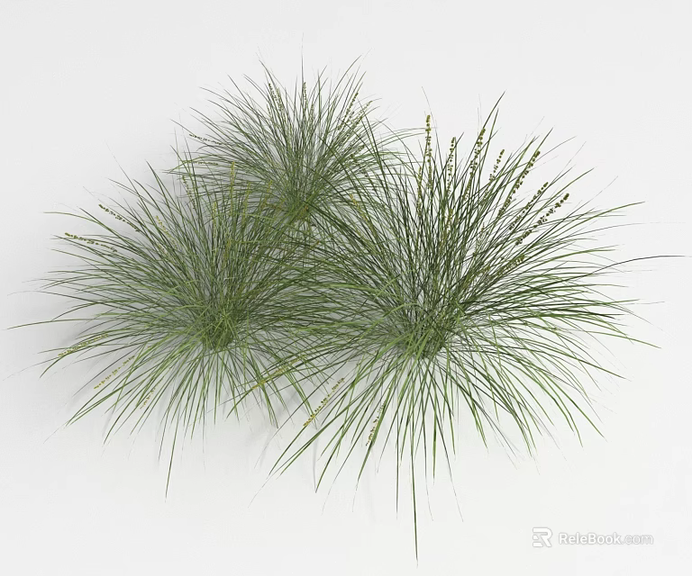 Lush Green Herbaceous Plants With Slender Leaves In Three Clusters 3d model