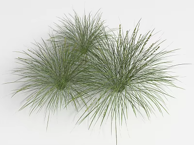 Lush Green Herbaceous Plants With Slender Leaves In Three Clusters 3d model