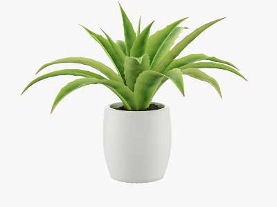 Green Leafy Potted Plant In White Smooth Cylindrical Pot With Lush Foliage 3d model