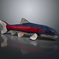 Colorful Fish with Blue and Red Body Detailed Decorative Model on Dark Reflective Background