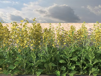 Vibrant Yellow Flowers and Green Leaves Growing with Blue Sky Clouds Near Earthen Wall 3d model