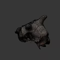 Natural Animal Skull With Horns Teeth And Detailed Bone Structure Displayed