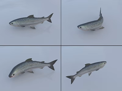 Spotted Aquatic Fish Shown In Different Angles With Detailed Features And Realistic Model 3d model