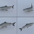 Spotted Aquatic Fish Shown In Different Angles With Detailed Features And Realistic Model