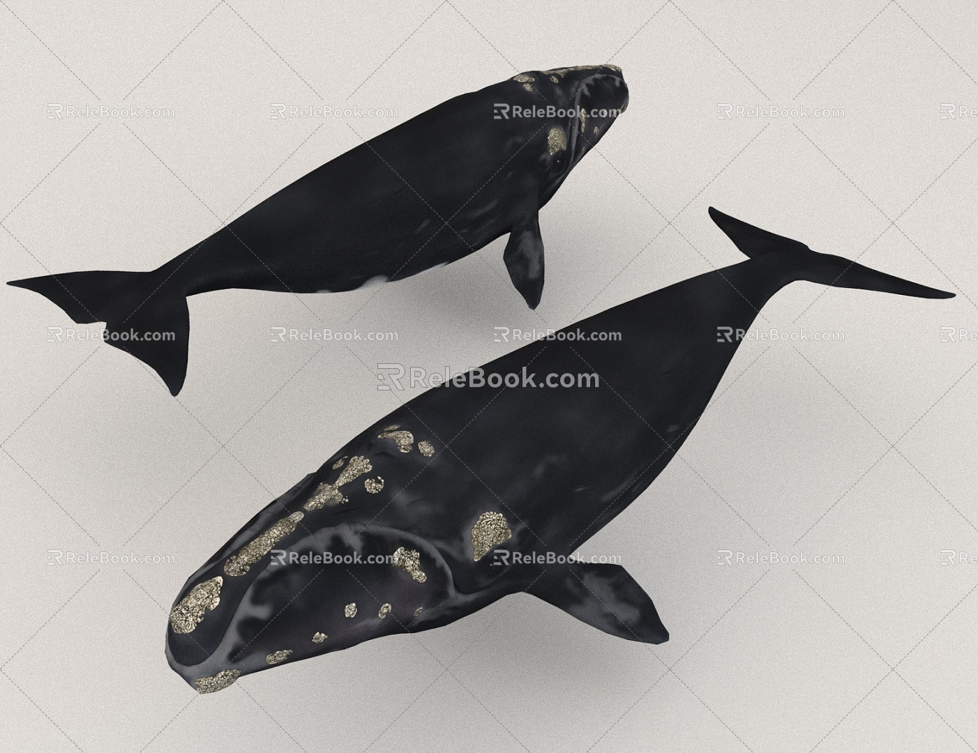 Whale Ocean 3d model