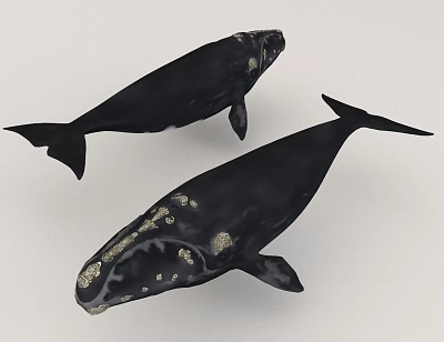 Two Black Aquatic Whales With Golden Spots In Marine Life 3d model