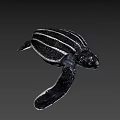 Baby Sea Turtle With Black And White Stripes Swimming Gracefully In Water