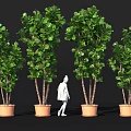 Multiple Green Lush Potted Shrubs For Outdoor Garden Decor With Figure