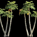 Tall Trees With Green And Yellow Leaves And Human Figure For Scale