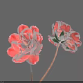 Two Pink Flowers in Vase with Green Leaves Slender Stems and Gray Background