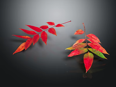 Plant with Vibrant Red and Green Leaves on Two Branches Dark Background 3d model