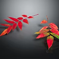 Plant with Vibrant Red and Green Leaves on Two Branches Dark Background