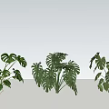Green Indoor Plants With Monstera Leaves And Lush Foliage Arrangement