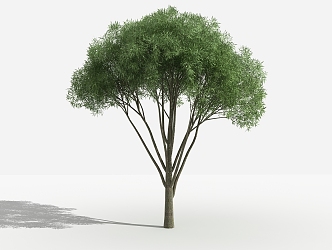 Modern Tree Sweat Willow 3d model