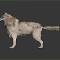 3D Modeled Wolf Game Movie Character With Detailed Brown Fur Standing Pose