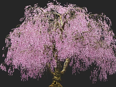 Lush Tree With Graceful Hanging Pink Flowers In Full Bloom 3d model