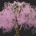 Lush Tree With Graceful Hanging Pink Flowers In Full Bloom 3d model