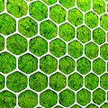 Green Moss Covered Wall with Hexagonal Grid Pattern for Modern Interior Decor 3d model