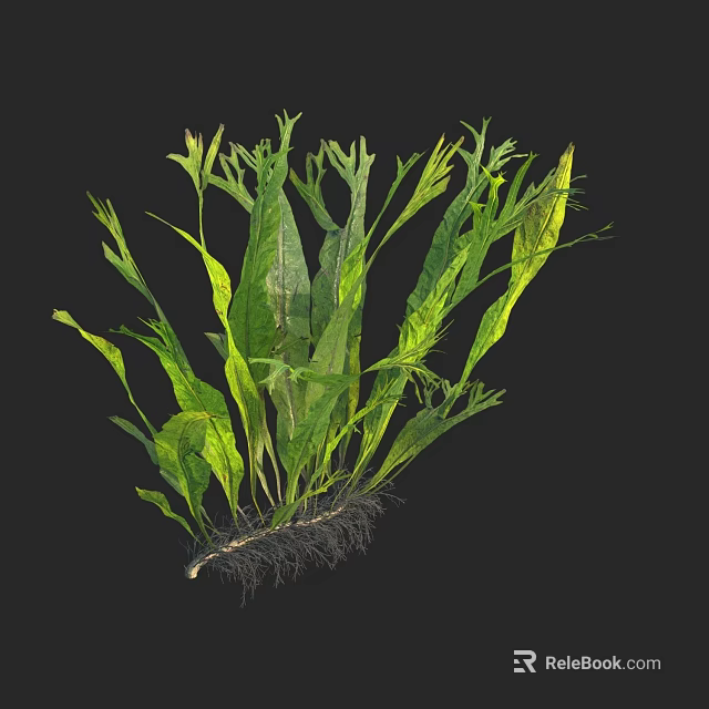 Lush Green Aquatic Plants With Long Leaves And Healthy Root System 3d model 