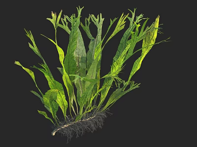 Lush Green Aquatic Plants With Long Leaves And Healthy Root System 3d model