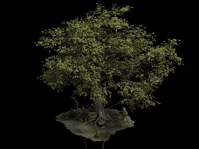 Lush Green Tree with Exposed Roots on Small Earthy Base against Black Background 3d model