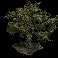 Lush Green Tree with Exposed Roots on Small Earthy Base against Black Background