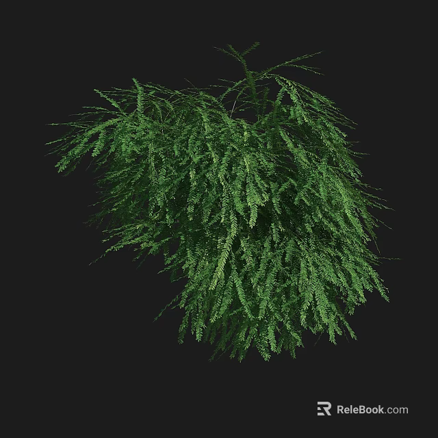 Vibrant Green Shrub with Lush Feathery Foliage and Dense Branching Against Black Background 3d model 