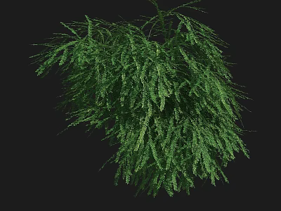 Vibrant Green Shrub with Lush Feathery Foliage and Dense Branching Against Black Background 3d model