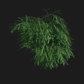 Vibrant Green Shrub with Lush Feathery Foliage and Dense Branching Against Black Background