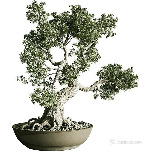 Bonsai Plant With Twisted Trunk Exposed Roots And Lush Green Foliage In Ceramic Pot 3d model 