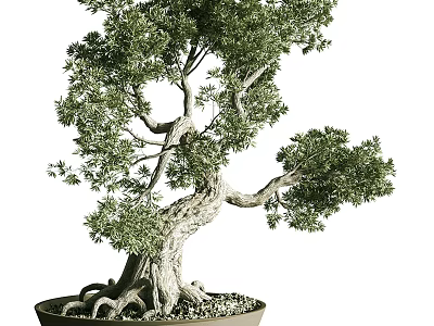 Bonsai Plant With Twisted Trunk Exposed Roots And Lush Green Foliage In Ceramic Pot 3d model