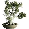 Bonsai Plant With Twisted Trunk Exposed Roots And Lush Green Foliage In Ceramic Pot