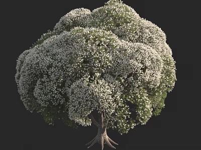 Lush Arbor Tree With Dense Foliage White Flowers Strong Trunk And Visible Roots 3d model
