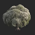 Lush Arbor Tree With Dense Foliage White Flowers Strong Trunk And Visible Roots
