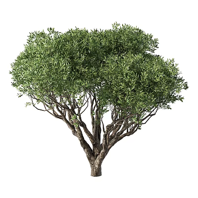 Lush Green Shrub Featuring Dense Foliage And Intricate Branch Structure Design 3d model