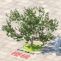 Cherry Tree Arbor with 3.5m Diameter and 8m Height in Outdoor Paved Area