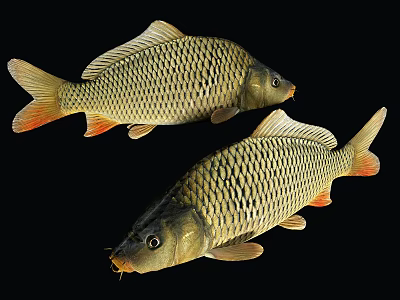 Two Common Carp With Shiny Scales And Orange Fins Against Black Background 3d model