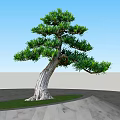 Curved Trunk Tree with Lush Green Foliage Growing on Green Grass and Gray Stone Path