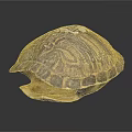Open Turtle Shell With Detailed Brownish Patterns And Natural Texture 3d model